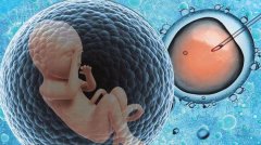 胚胎移植手术要多长时间_胚胎移植需要多少钱?